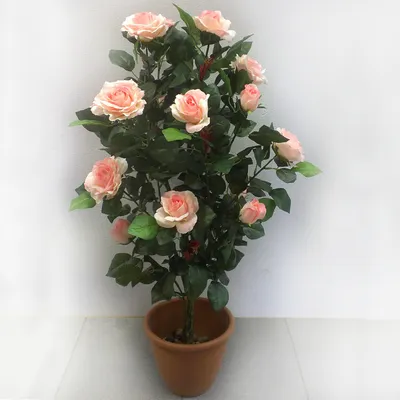 Уникальные фотографии розовых кустов в формате png