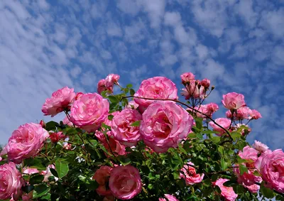 Живописные фото розовых кустов для скачивания