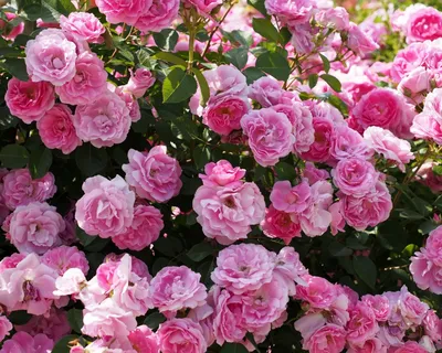 Прекрасные изображения розовых кустов: выбор размера и формата