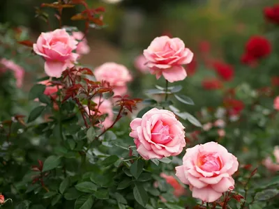 Фотки розовых кустов разных размеров: jpg, png, webp