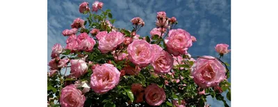 Красочные изображения розовых кустов
