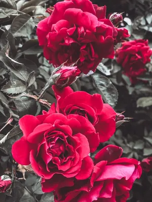 Прекрасные фотографии розовых кустов в разных форматах