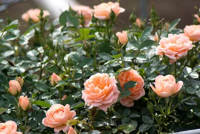 Изображения розовых кустов: выберите размер и формат
