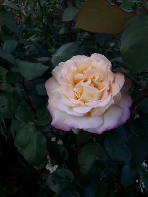 Изображение розы мира в формате webp для вашего удовольствия