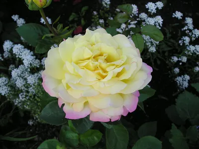 Качественная фотография розы мира для вашей коллекции