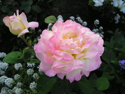 Фотка розы мира на ваш выбор: jpg, png или webp
