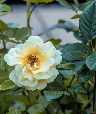 Фото розы мира в формате jpg для скачивания