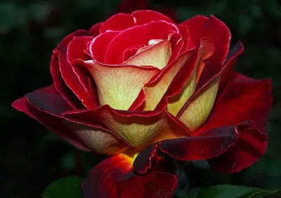 Фотография розы мира: сохраните красоту в jpg, png или webp