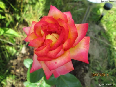 Фото розы мира: выбор изображения для вас