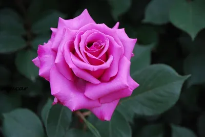 Фотка розы мира: красота в каждом пикселе
