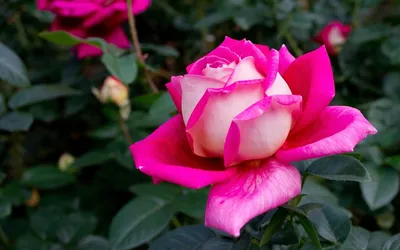 Фотография розы мира в формате jpg для вашего удовольствия
