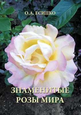 Фото розы мира в формате webp: сделано специально для вас