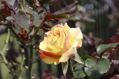 Изображение розы мира: выберите формат и сохраните красоту