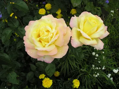 Красивая фотография розы мира в webp