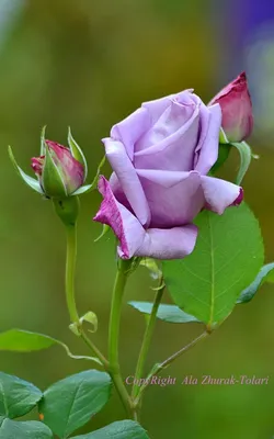 Розы на грядке: фото в png-формате для стильной атмосферы