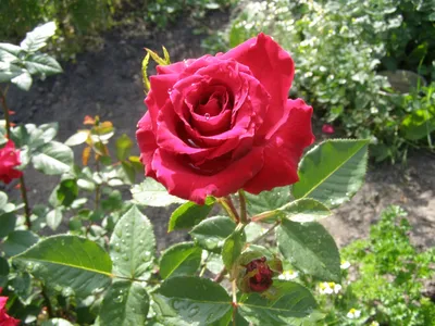 Фотка роз на грядке в формате webp – сохраняйте яркие цвета