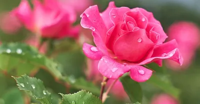 Фотка роз на грядке в формате webp – сохраняйте каждую деталь