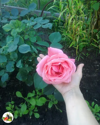 Фото розы на грядке: выберите размер для скачивания в jpg