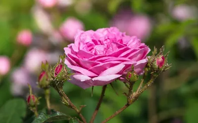 Изображение роз на грядке в png-формате – сохраните естественность
