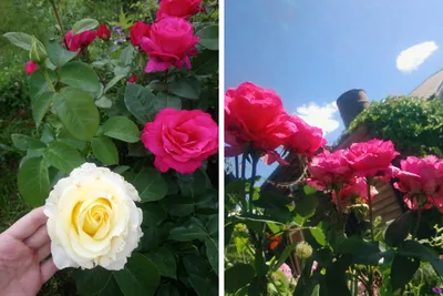 Розы на грядке: фото в png-формате с прекрасной цветопередачей