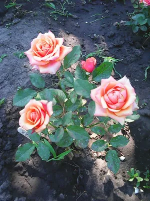 Фотография роз на грядке в jpg – выбирайте сочный цвет
