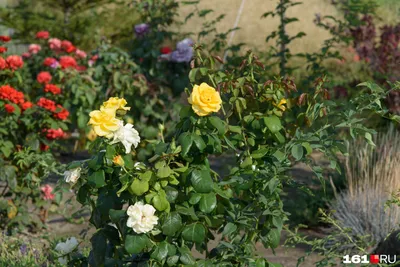 Фотка роз на грядке в формате webp – сохраняйте яркость и детали