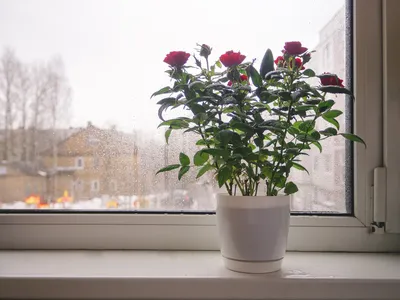 Изображение с розами на окне