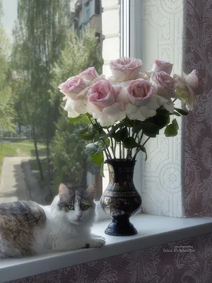 Нежные розы в оконной раме