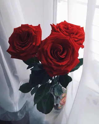 Уют с розами на окне