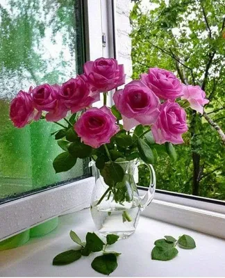 Впечатляющие розы на окне