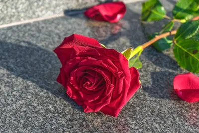 Картинка роз на полу: фото высокого качества в различных форматах