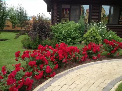 Скачать удивительное фото розы