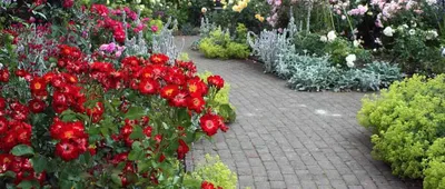 Фотографии роз в формате webp