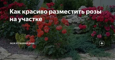 Незабываемые розы на участке