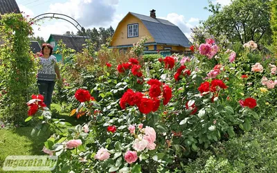 Скачать потрясающее фото розы