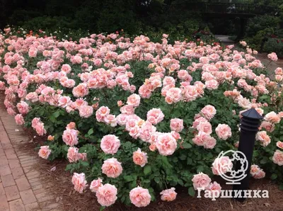 Прекрасные розы остина в саду: размеры и форматы для скачивания