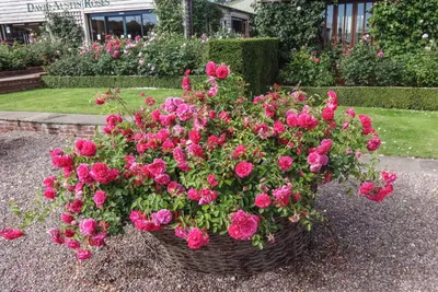 Уникальные фотографии роз остина в саду: выберите свой формат