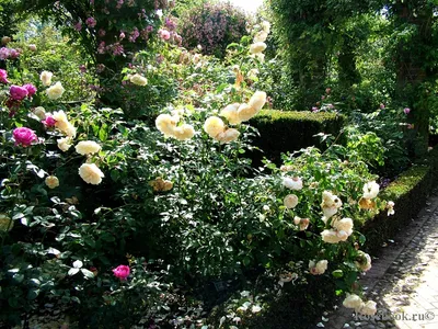 Фото роз остина в саду: выбор формата и размера по вкусу