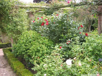 Атмосферные изображения роз остина в саду: подберите удобный формат