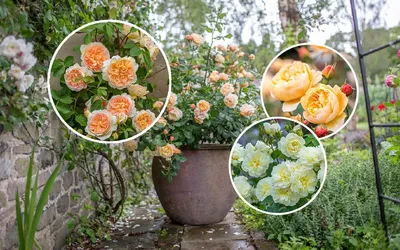 Очаровательные фотографии роз остина в саду: скачайте в нужном формате