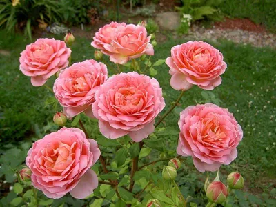 Эстетически привлекательные картинки роз остина в саду: выбирайте формат