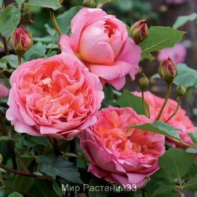 Фото роз остина в саду: доступные размеры и форматы на выбор