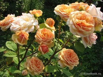 Завораживающие картинки роз остина в саду: скачивайте по предпочтению