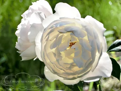 Фото, показывающие красоту роз остина в саду: выберите формат