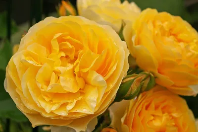 Живописные изображения роз остина в саду: доступные размеры и форматы для скачивания