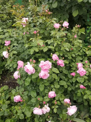 Привлекательные картинки роз остина в саду: скачать в любимом формате