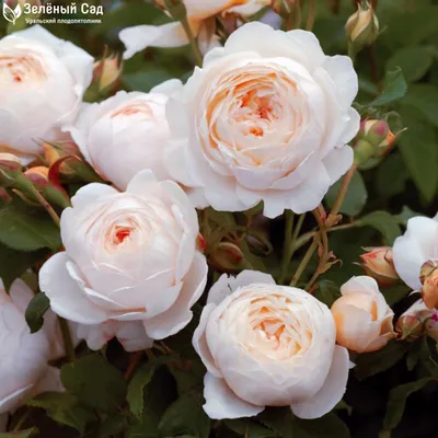 Фото роз остина в саду: подберите размер и формат по своему вкусу