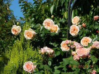 Невероятные изображения роз остина в саду: скачивайте в удобном формате