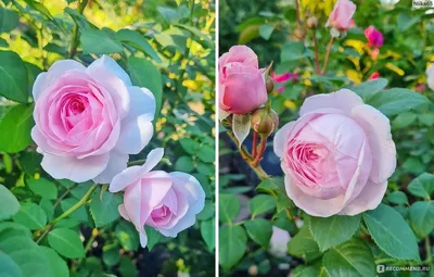 Красивые розы остина в саду: доступные размеры и форматы для загрузки