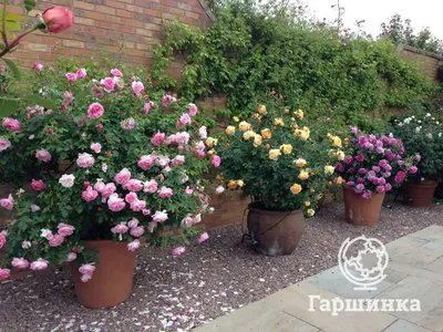Красивые розы остина в саду: доступные размеры и форматы